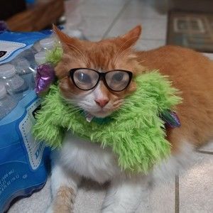 Meet your Posher, A.J.